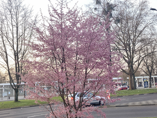 茶色い枝ばかりの景色のなか、ひときわ目立つピンクの花は