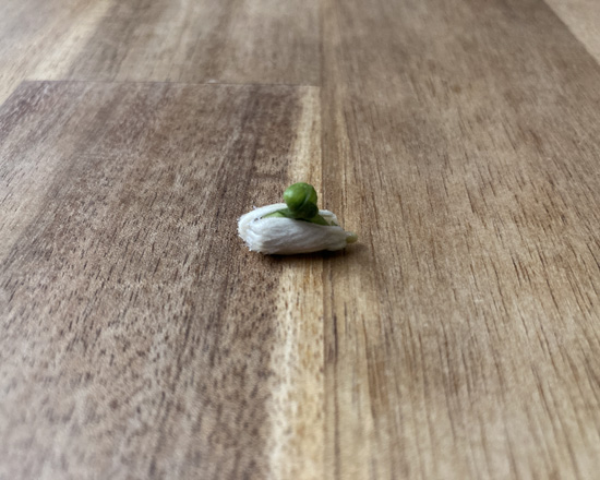 落ち込んでいた気持ちを癒やしてくれたレモンの芽