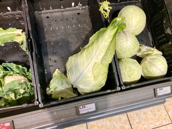 このシュピッツコール（とんがりキャベツ）、大き過ぎやしないか