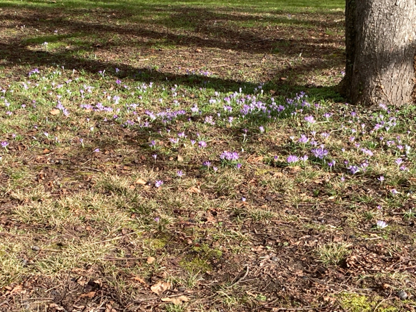 立春が過ぎたシュトゥットガルトは……