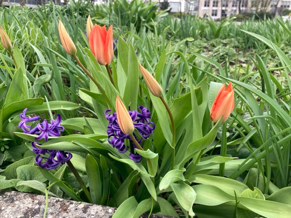 春の陽気に誘われて出かけた先で見たもの